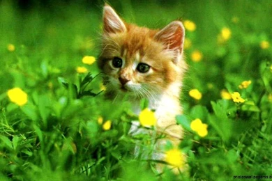 Screensaver Wallpapers Desktop