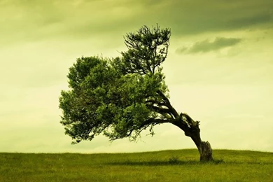 Beautiful Apple iPad Wallpapers (Nature Inspired)