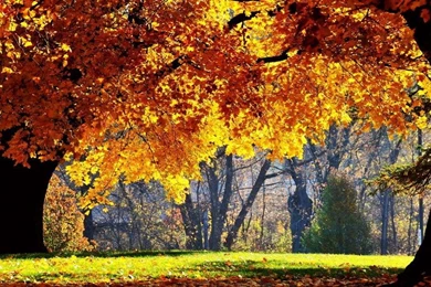 Free PS Vita Wallpapers