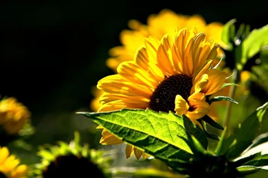 High Resolution Images Of Nature 3d Hd Pictures.