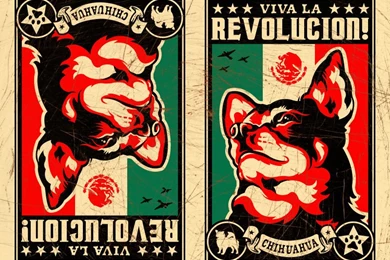 Free Downloads – Cat And Dog Breed Wallpapers