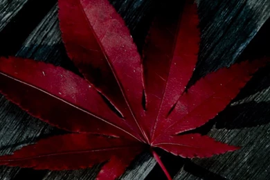 HD Wallpapers Sites For Mobile   Wallpapers Zone