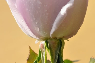 World's Most Beautiful Flowers Wallpapers