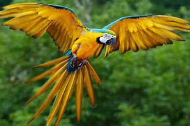 Beautiful Birds HD Wallpapers 2015   Etc FN