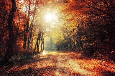 Autumn Walk XXVII. Wallpapers By RealityDream On DeviantArt