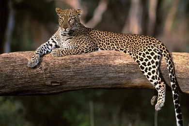 Hd Wallpapers Animals