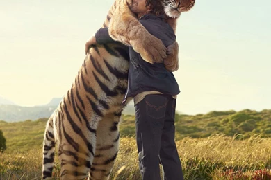The Warm Hug With The Huge Tiger iPad Wallpapers Download