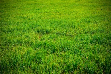 Backgrounds Of Green Grass On A Sunny Day Stock Photo