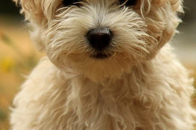 Cute Puppy In Autumn iPhone Wallpapers