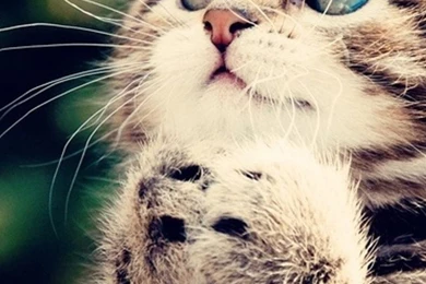 Cute Begging Kitten iPhone 5 Wallpapers