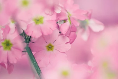 My Tiny Phone Wallpapers Widescreen D45