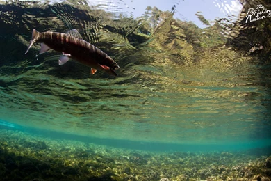 Fly Fishing Wallpapers   HD Images, HD Pictures, Backgrounds ...