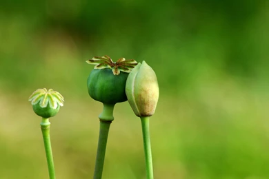 Small Flowers Nature Backgrounds Wallpapers