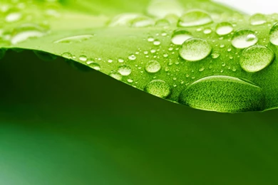 21+ Leaf Backgrounds, Wallpapers, Images