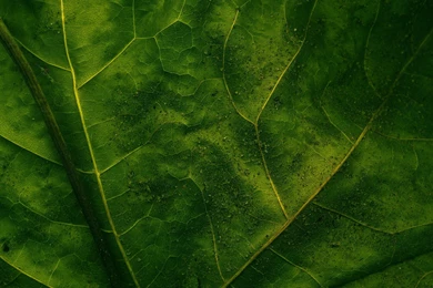 Leaf Wallpapers