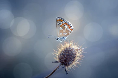 Butterfly On Plant Natural Scene 2014 Desktop Wallpapers