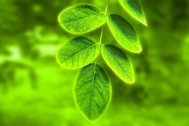 12 Best Leaf Wallpapers