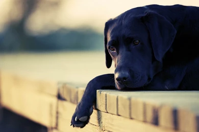 Black Dog HD Wallpapers