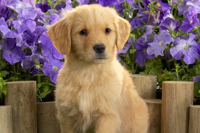 Cute Dog Wallpapers