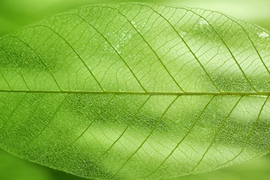 Best Photography Wallpaper: Leaf Pictures 839938 Photography