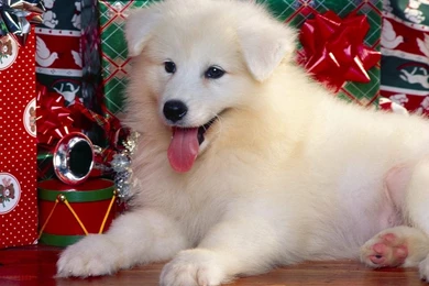 Gifts And Happy Dog Wallpapers