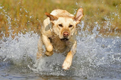 HD Dogs Wallpapers And Photos