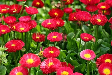 Daisy (happy Flowers) HD Wallpapers 3 － Flower Wallpapers   Free ...