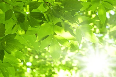 Leaf Computer Wallpapers, Desktop Backgrounds