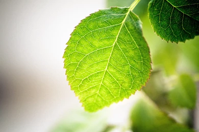 Green Leaf Wallpapers