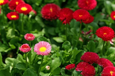 Daisy (happy Flowers) HD Wallpapers 14 － Flower Wallpapers   Free ...