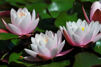 Beautiful Nature Hd Wallpapers Free Download Lovely Wallpapers Of ...