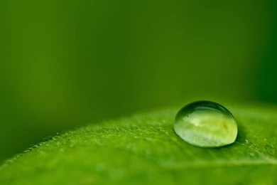 Water Leaf Wallpapers