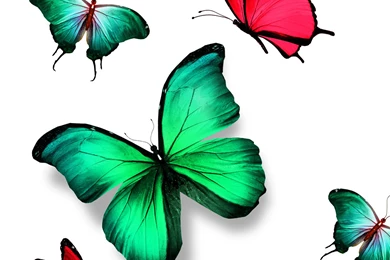 Colorful Butterfly Nexus 6 Wallpapers, Nexus 6 Wallpapers And ...