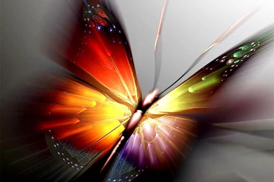 IWallpapers   Colorful Butterfly Backgrounds