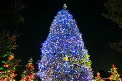 20+christmas Tree Wallpapers