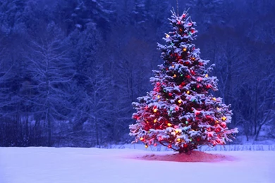Christmas Tree Wallpapers