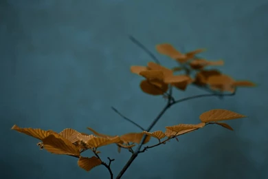 Wallpapers Zen Of The Free A Breeze 1024x768