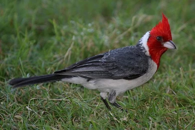 Japan: HD Desktop Birds Wallpapers, Beautiful Birds Wallpapers