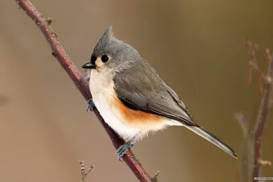 Free Wallpapers   Free Animal Wallpapers   Bird 3 Wallpapers ...