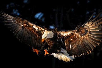 Eagle Bird Computer Desktop Wallpapers Hd : Wallpapers13.com