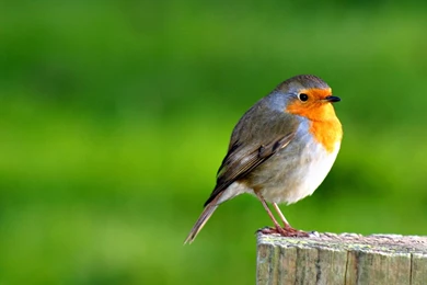 Quality Bird Desktop Wallpapers Pictures On Animal Picture Society