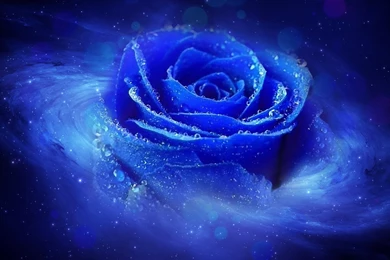Cool Blue Rose Darkness 1280×800 HD Love Desktop Wallpapers ...