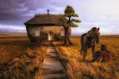 Horses 2560x1920 Wallpapers – Animals Horses HD Desktop Wallpapers