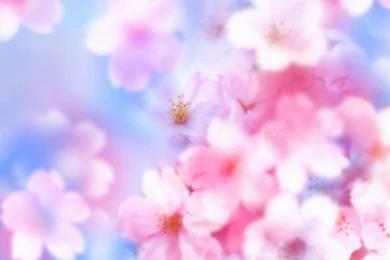 Cherry Blossom Wallpapers