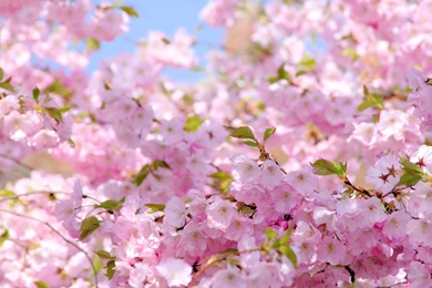 Blossom Computer Wallpapers, Desktop Backgrounds