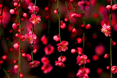 Blossom Wallpapers HD Download