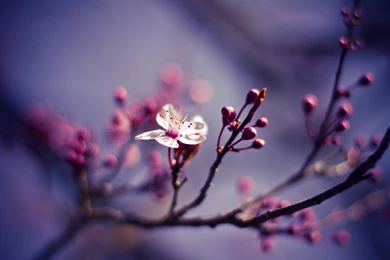 Cherry Blossom Wallpapers