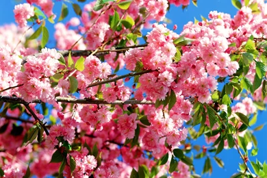 Knowledge Trumps Beliefs For Group Survival, Cherry Blossom ...