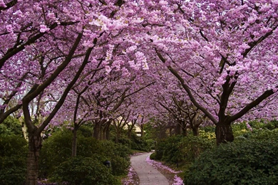 Cherry Blossom Wallpapers HD