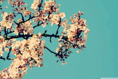 Blossom Tree Against A Blue Sky HD Desktop Wallpapers : High ...